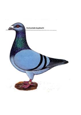 Afbeelding met vogel, duif, dier, hoendervogel

Beschrijving is gegenereerd met zeer hoge betrouwbaarheid